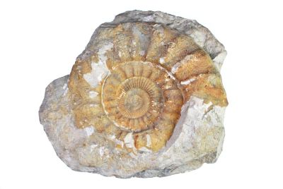 Ammonit, ca. 21x21 cm